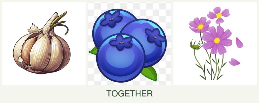Can you plant garlic, blueberries and cosmos together?
