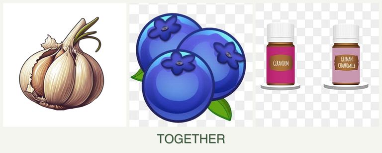 Can you plant garlic, blueberries and geraniums together?