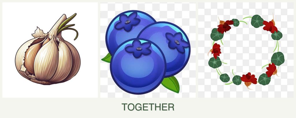 Can you plant garlic, blueberries and nasturtiums together?