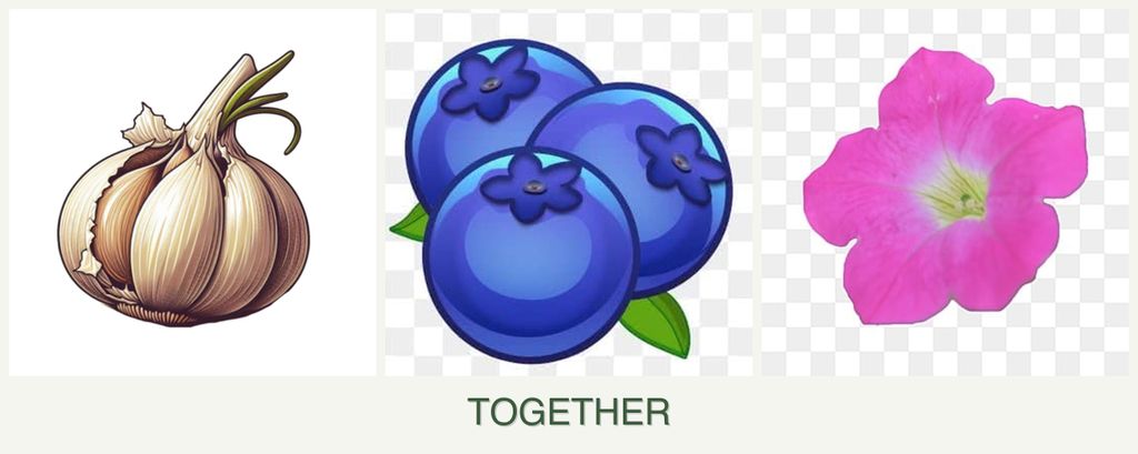 Can you plant garlic, blueberries and petunias together?