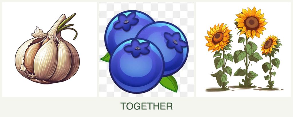 Can you plant garlic, blueberries and sunflowers together?