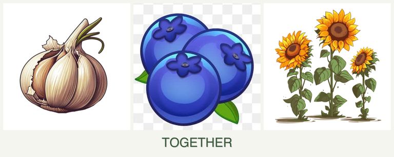 Can you plant garlic, blueberries and sunflowers together?