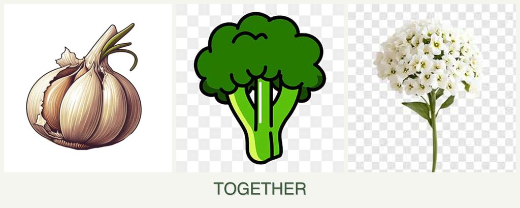 Can you plant garlic, broccoli and alyssum together?