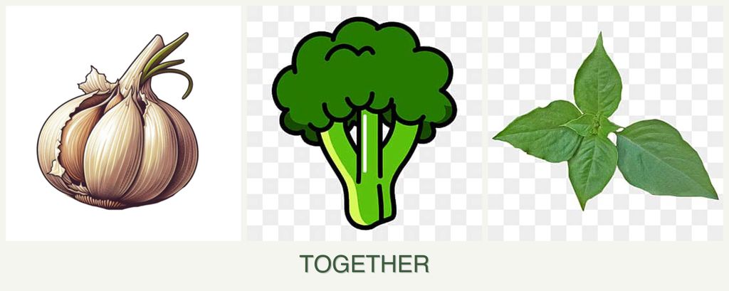Can you plant garlic, broccoli and basil together?