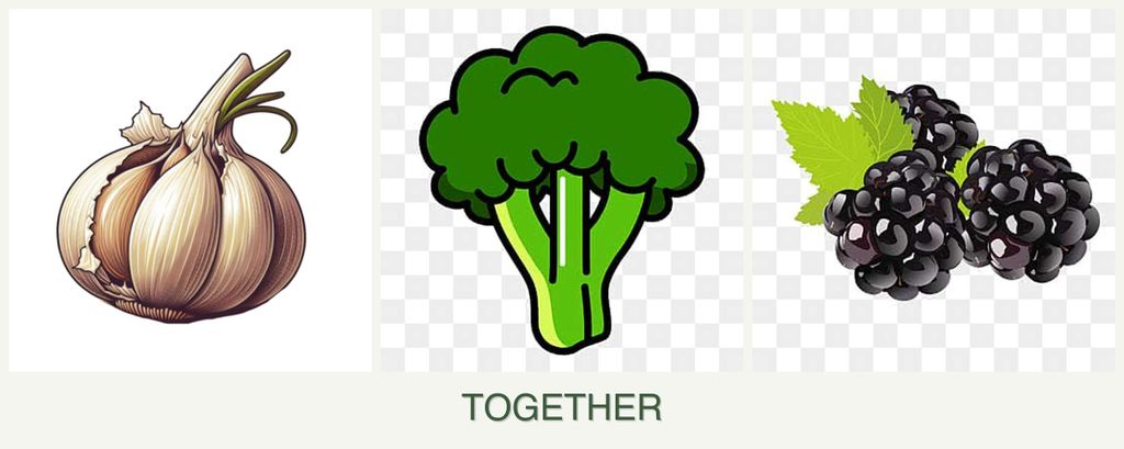 Can you plant garlic, broccoli and blackberries together?