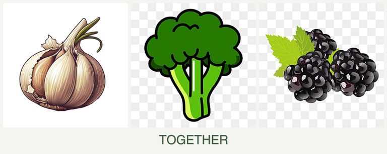 Can you plant garlic, broccoli and blackberries together?