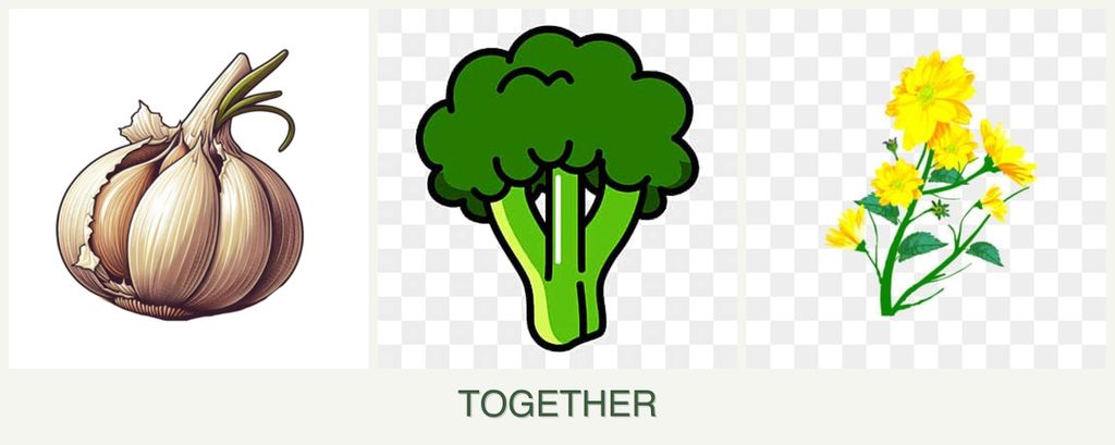 Can you plant garlic, broccoli and calendula together?
