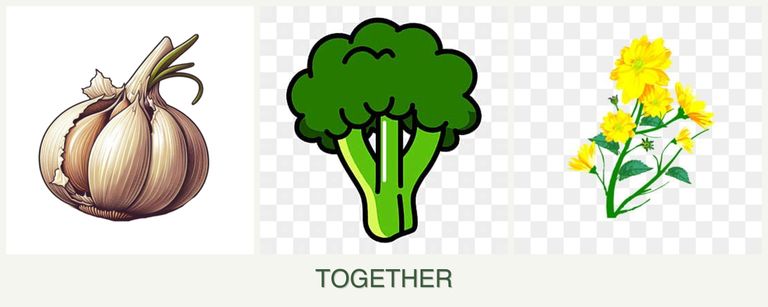 Can you plant garlic, broccoli and calendula together?
