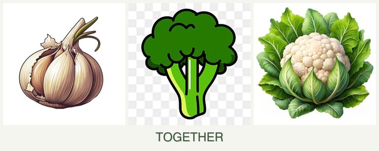 Can you plant garlic, broccoli and cauliflower together?