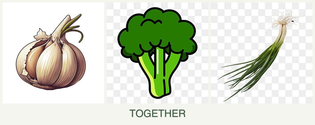 Can you plant garlic, broccoli and chives together?