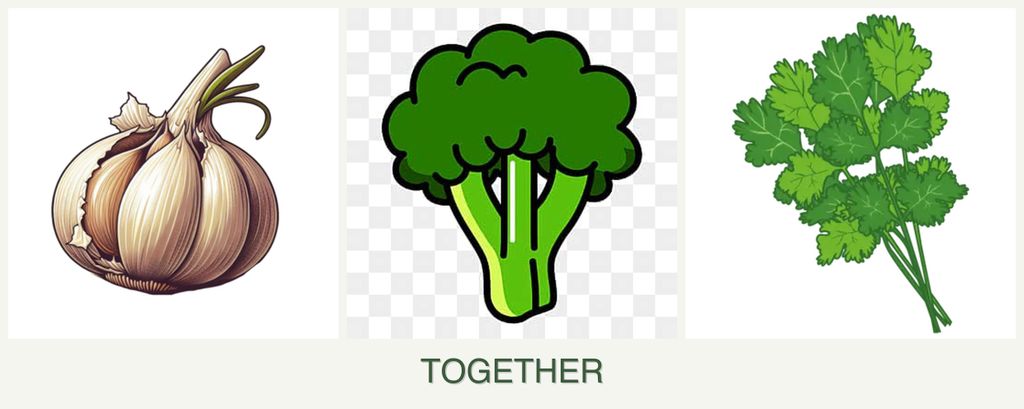 Can you plant garlic, broccoli and cilantro together?