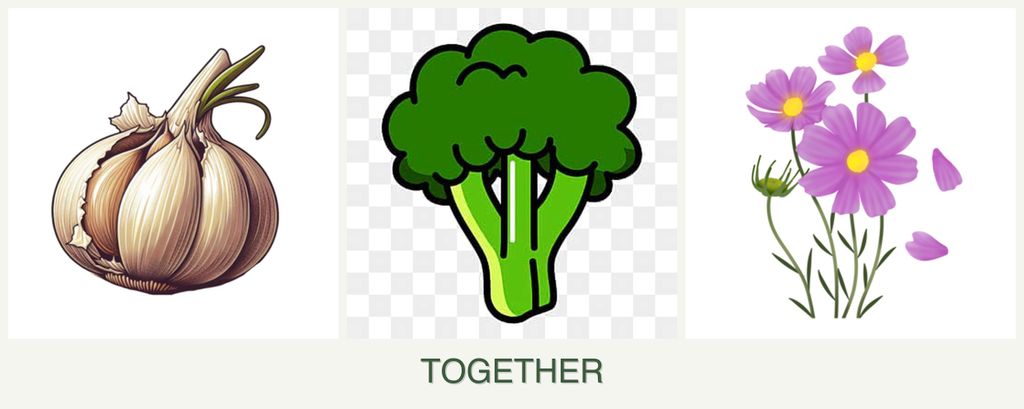 Can you plant garlic, broccoli and cosmos together?
