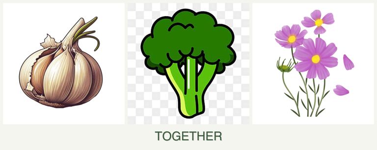 Can you plant garlic, broccoli and cosmos together?