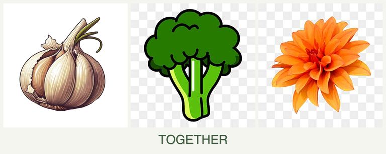 Can you plant garlic, broccoli and dahlias together?