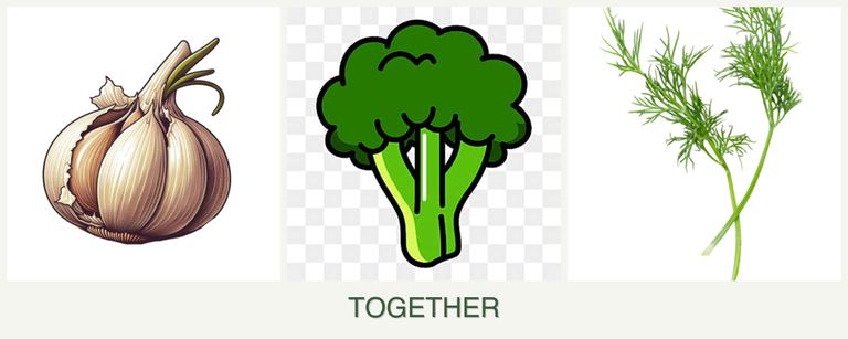 Can you plant garlic, broccoli and dill together?