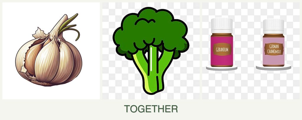 Can you plant garlic, broccoli and geraniums together?