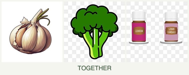 Can you plant garlic, broccoli and geraniums together?