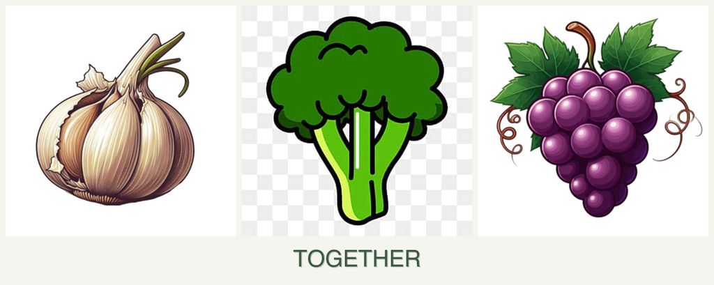 Can you plant garlic, broccoli and grapes together?