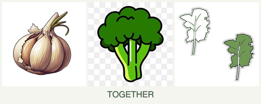 Can you plant garlic, broccoli and kale together?