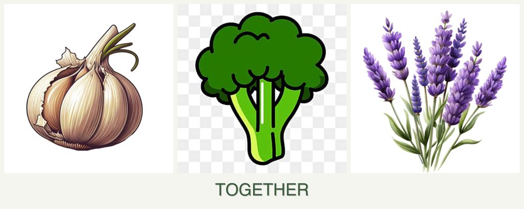 Can you plant garlic, broccoli and lavender together?