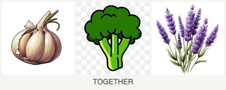 Can you plant garlic, broccoli and lavender together?