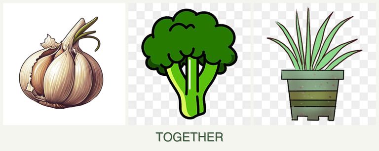 Can you plant garlic, broccoli and lemongrass together?