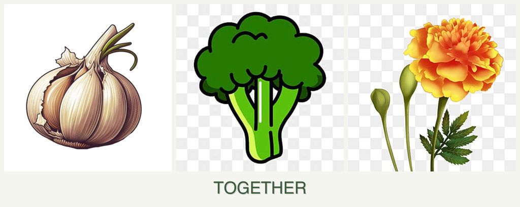 Can you plant garlic, broccoli and marigolds together?