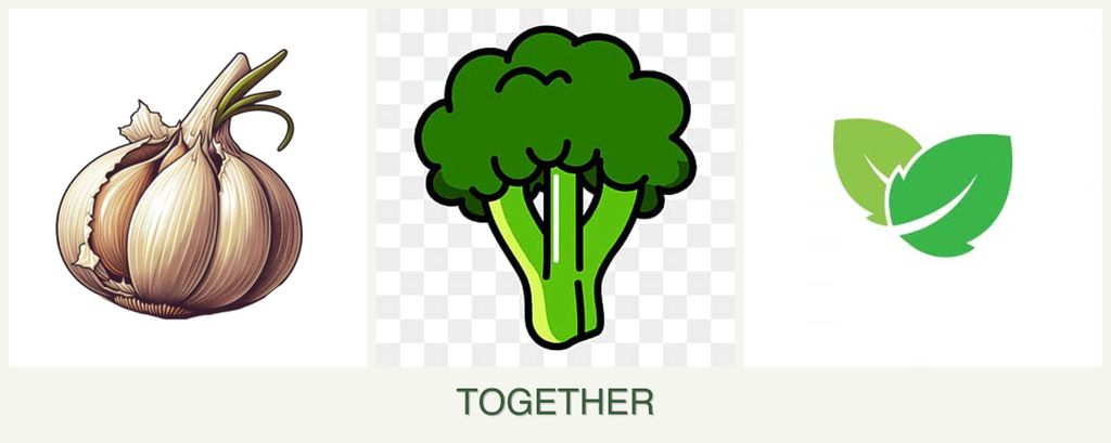 Can you plant garlic, broccoli and mint together?