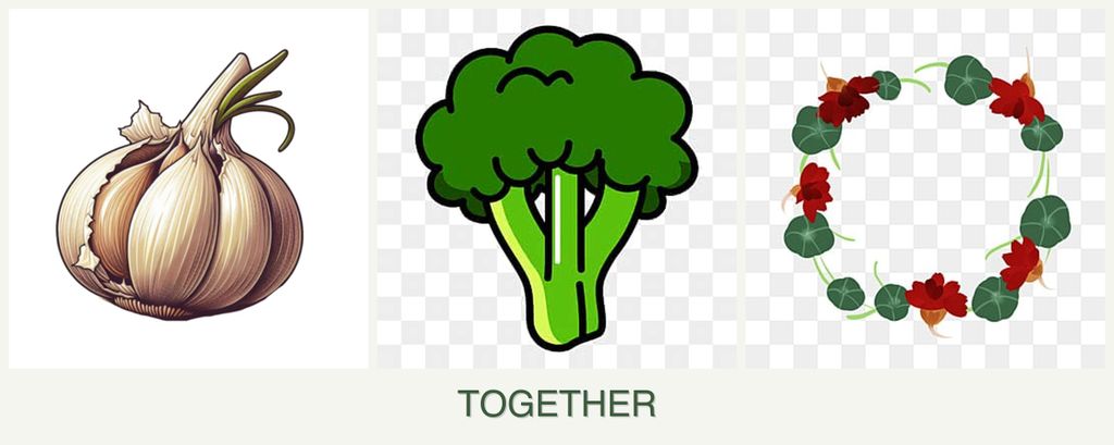 Can you plant garlic, broccoli and nasturtiums together?