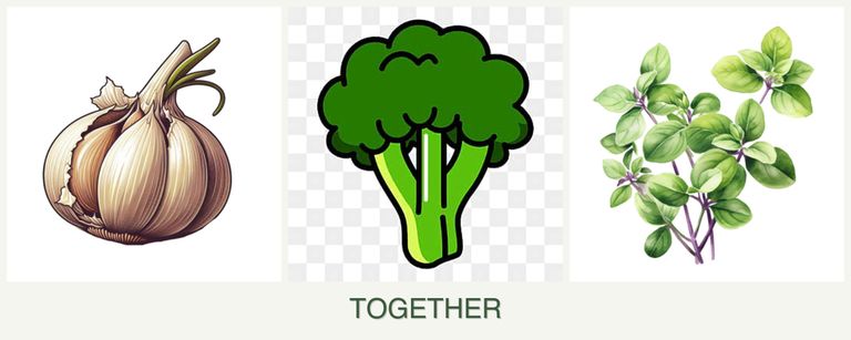 Can you plant garlic, broccoli and oregano together?