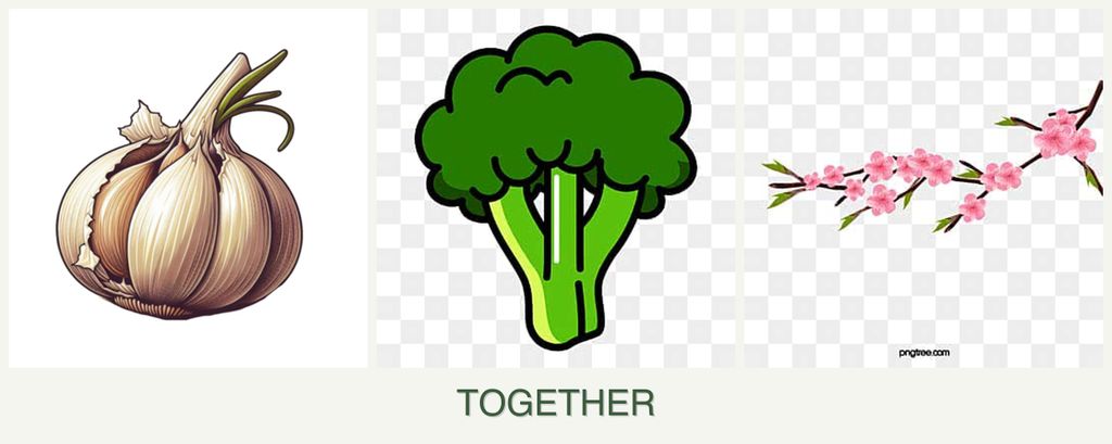 Can you plant garlic, broccoli and peaches together?