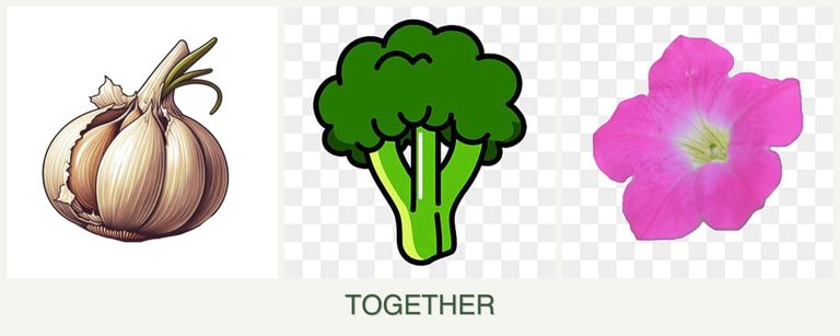 Can you plant garlic, broccoli and petunias together?
