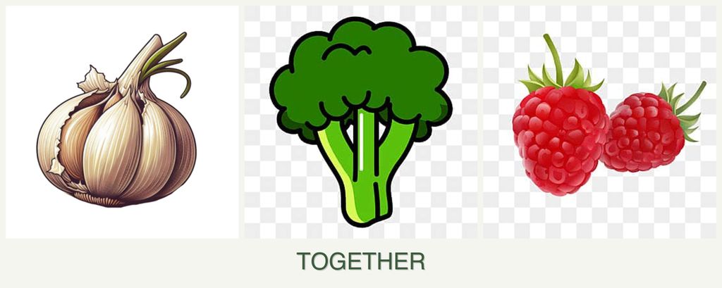 Can you plant garlic, broccoli and raspberries together?