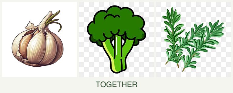 Can you plant garlic, broccoli and rosemary together?