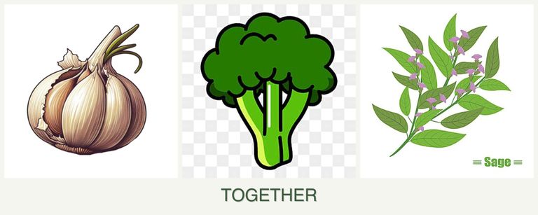 Can you plant garlic, broccoli and sage together?