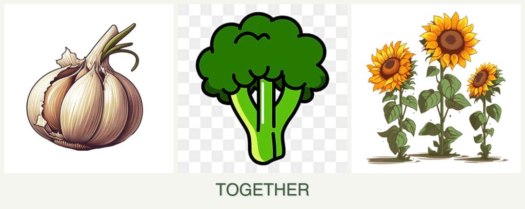 Can you plant garlic, broccoli and sunflowers together?