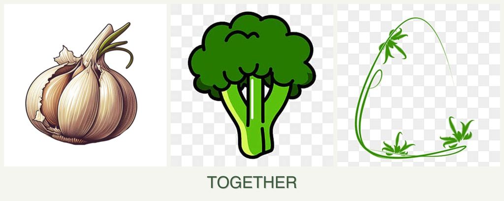 Can you plant garlic, broccoli and tarragon together?