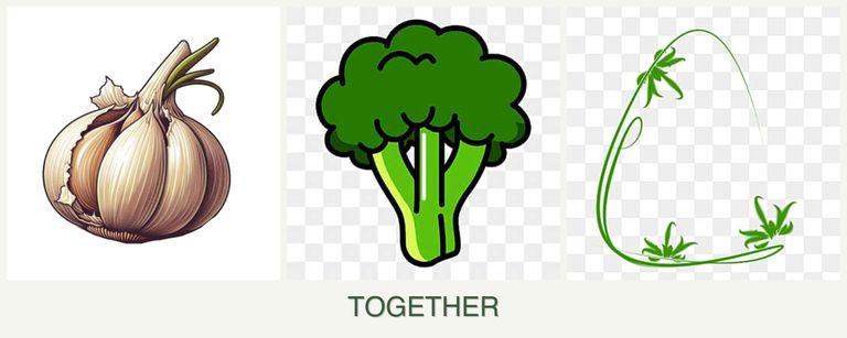 Can you plant garlic, broccoli and tarragon together?