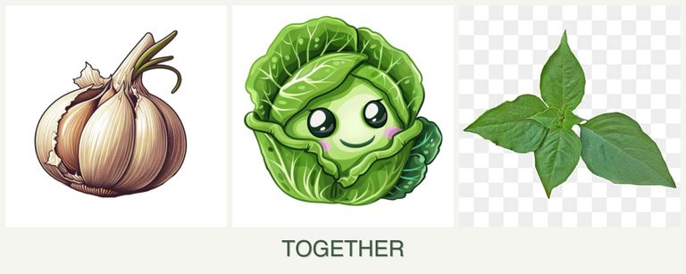 Can you plant garlic, cabbage and basil together?