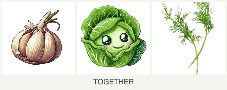 Can you plant garlic, cabbage and dill together?