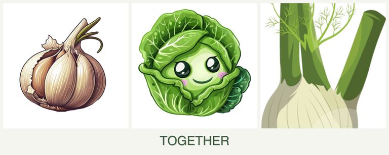 Can you plant garlic, cabbage and fennel together?