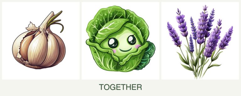 Can you plant garlic, cabbage and lavender together?
