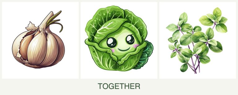 Can you plant garlic, cabbage and oregano together?