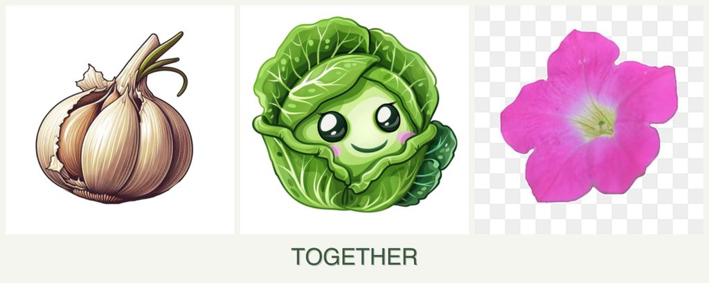 Can you plant garlic, cabbage and petunias together?
