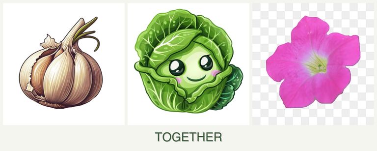 Can you plant garlic, cabbage and petunias together?