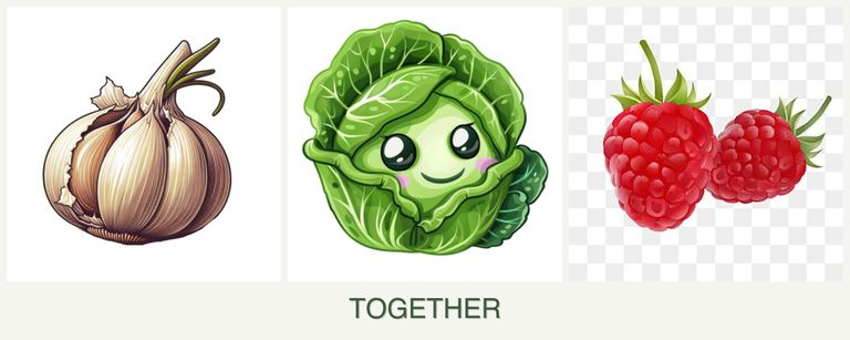 Can you plant garlic, cabbage and raspberries together?
