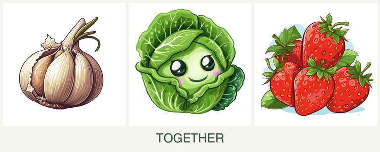 Can you plant garlic, cabbage and strawberries together?