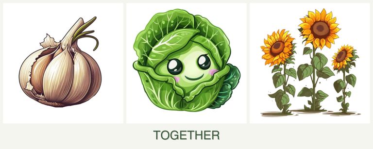 Can you plant garlic, cabbage and sunflowers together?