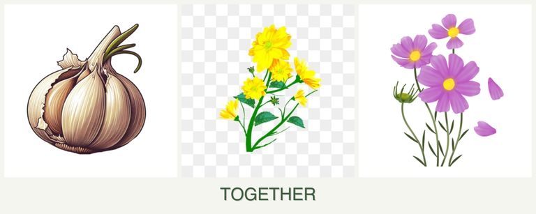 Can you plant garlic, calendula and cosmos together?