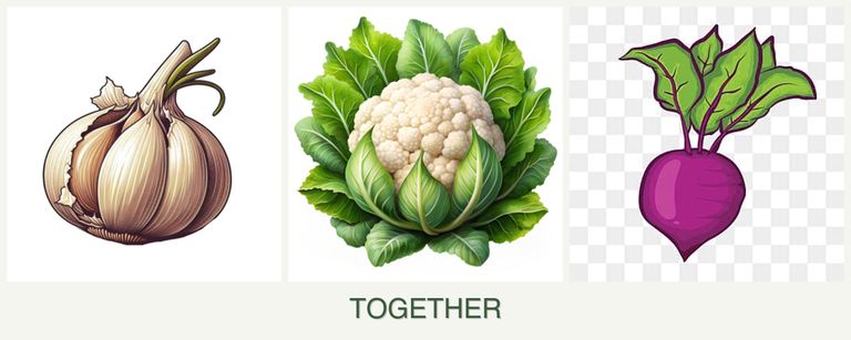 Can you plant garlic, cauliflower and beets together?